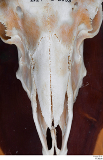 Skull Mouflon Ovis orientalis head skull 0004.jpg